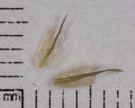 Manhart's sedge